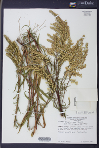 Solidago pinetorum image