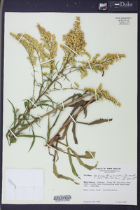 Solidago pinetorum image