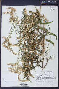 Solidago pinetorum image