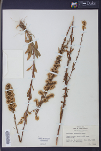 Solidago puberula image