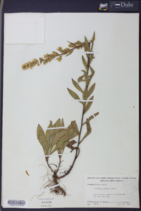 Solidago puberula image