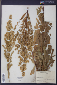 Solidago puberula image