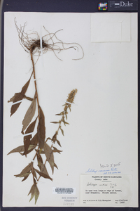 Solidago roanensis image