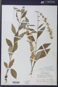 Solidago roanensis image