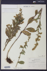 Solidago roanensis image