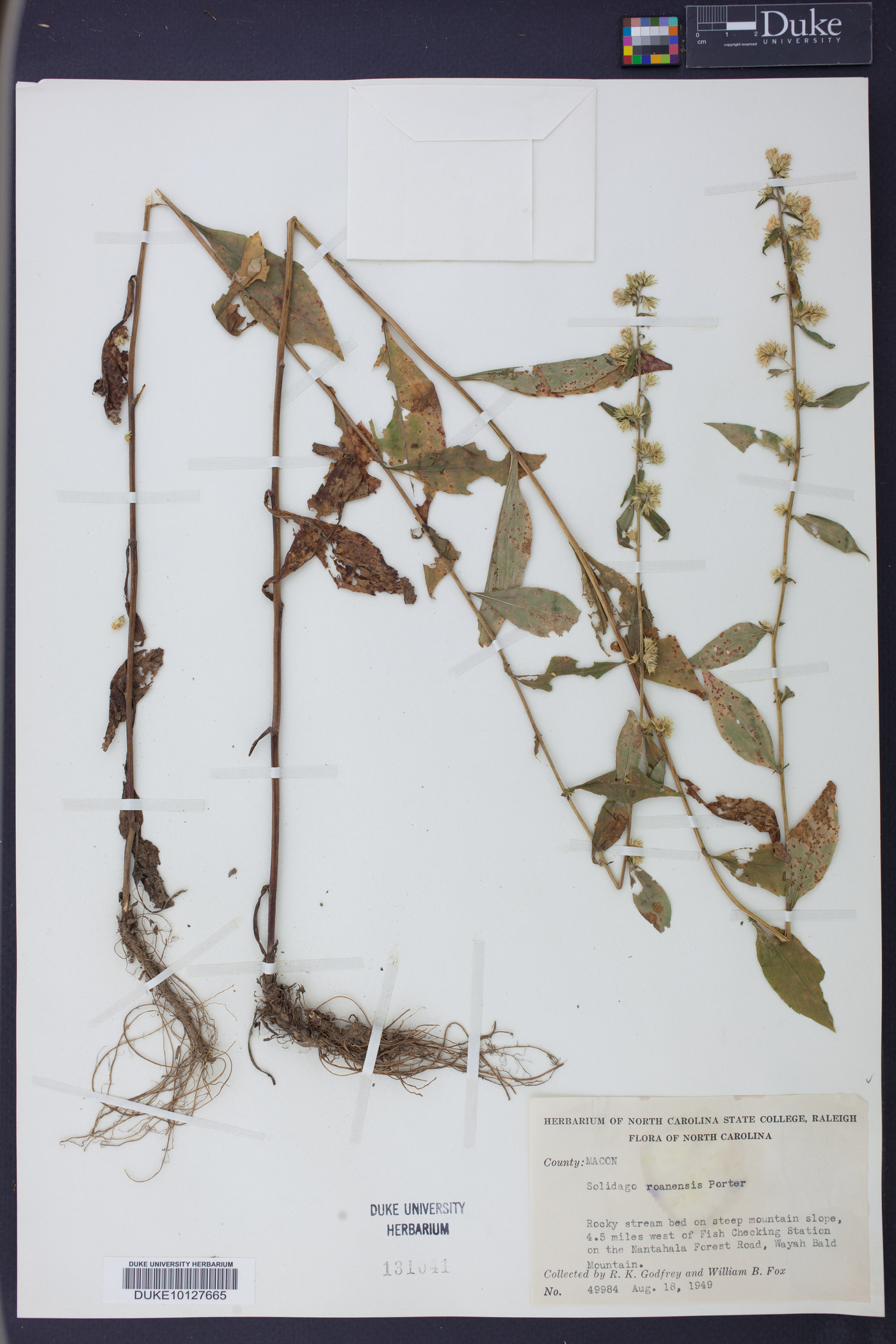 Solidago roanensis image