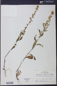 Solidago roanensis image