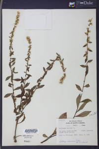 Solidago roanensis image