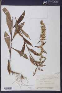 Solidago roanensis image