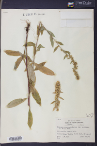 Solidago roanensis image