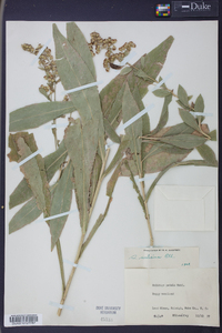 Solidago salicina image