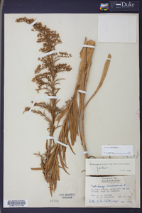 Solidago sempervirens image