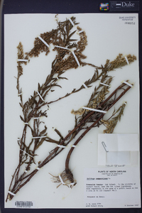 Solidago sempervirens image