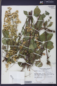 Solidago verna image