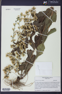 Solidago villosicarpa image