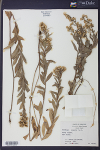 Solidago angusta image