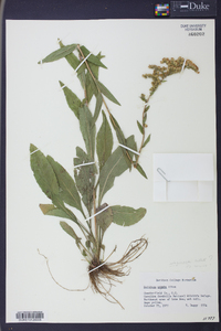 Solidago salicina image