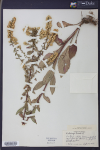 Solidago bicolor image