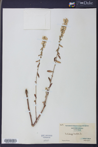 Solidago bicolor image