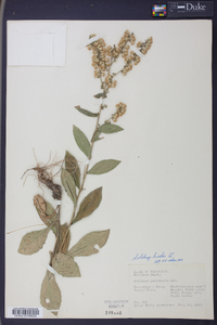 Solidago bicolor image