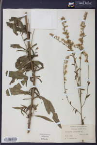 Solidago boottii image