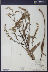 Solidago boottii image