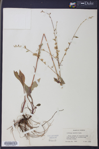 Solidago boottii image