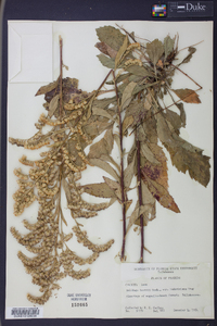 Solidago boottii image