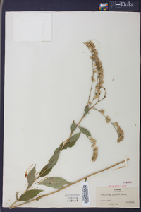 Solidago boottii image