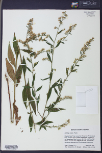 Solidago erecta image