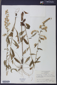 Solidago erecta image