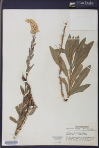 Solidago fistulosa image