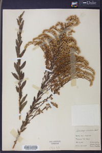 Solidago fistulosa image