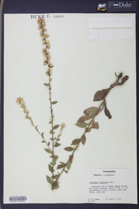 Solidago hispida image