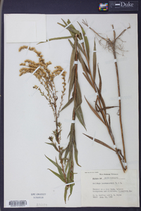 Solidago leavenworthii image