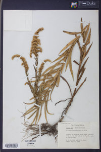 Solidago leavenworthii image