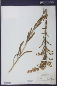 Solidago leavenworthii image