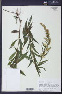 Solidago leavenworthii image