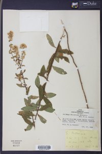 Solidago milleriana image