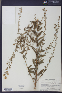 Solidago petiolaris image