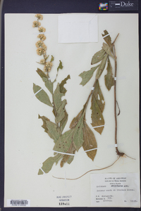 Solidago petiolaris image