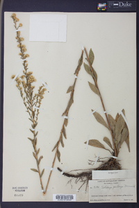 Solidago perlonga image