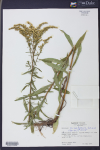 Solidago pinetorum image