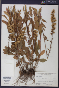 Solidago puberula image