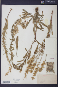 Solidago racemosa image