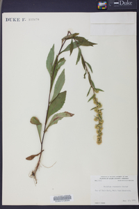 Solidago roanensis image