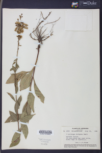 Solidago strigosa image