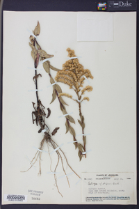 Solidago strigosa image