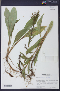 Solidago speciosa image