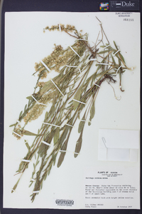 Solidago stricta image